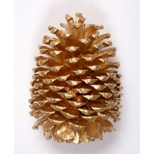 JEFFREY PINE CONE